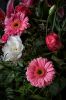 Filename=flower3_300k.jpg
Filesize=297KB
Dimensions=667x1000
Date added=Dec 30, 2011 flower3_300k.jpg